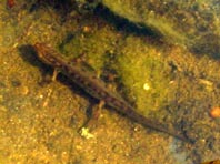 Teichmolch, Triturus vulgaris