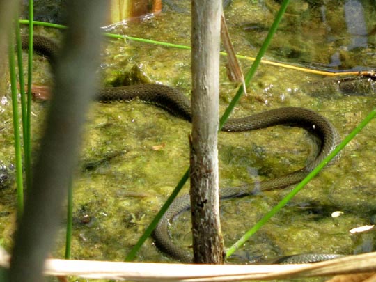 Natrix natrix, Ringelnatter