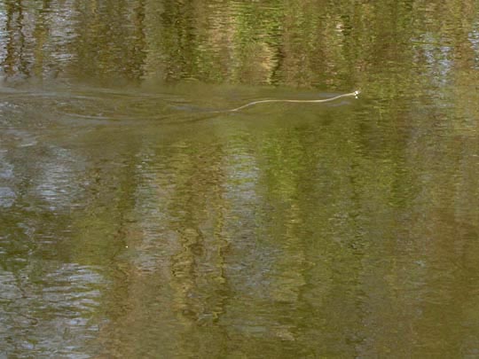 Natrix natrix, Ringelnatter