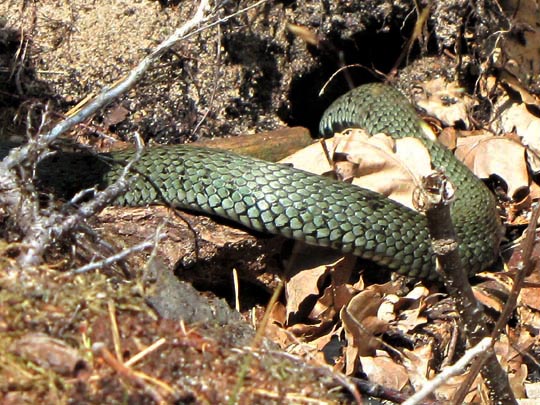 Natrix natrix, Ringelnatter