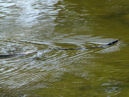 Natrix natrix, Ringelnatter