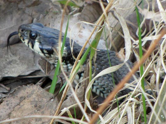 Natrix natrix, Ringelnatter