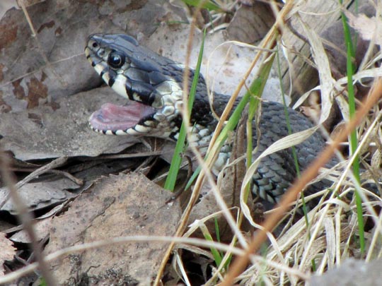Natrix natrix, Ringelnatter
