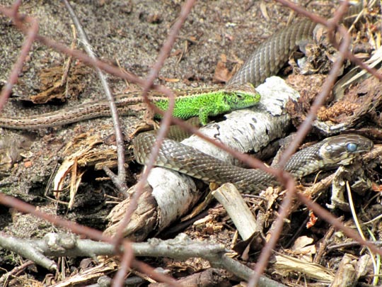Natrix natrix, Ringelnatter