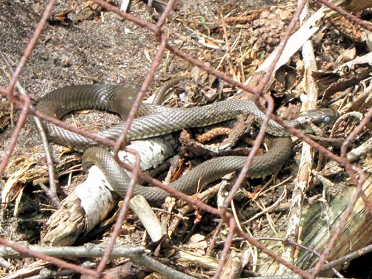 Natrix natrix, Ringelnatter