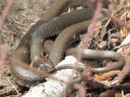 Natrix natrix, Ringelnatter