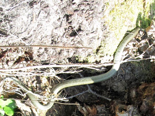 Natrix natrix, Ringelnatter