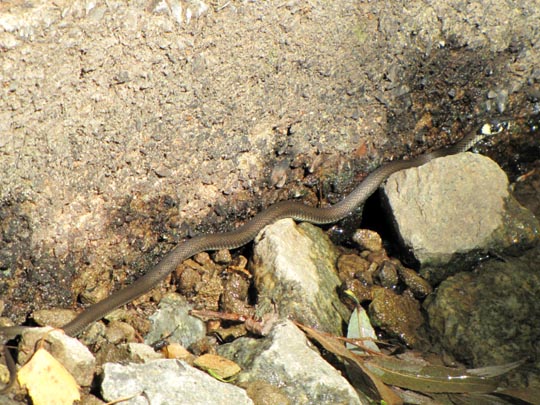 Natrix natrix, Ringelnatter