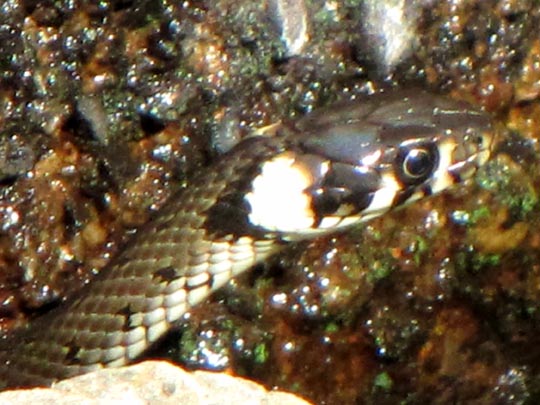Natrix natrix, Ringelnatter