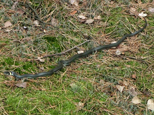 Natrix natrix, Ringelnatter