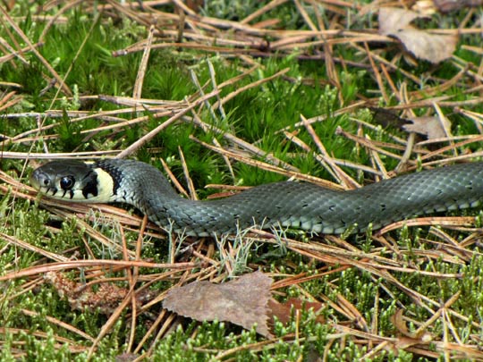 Natrix natrix, Ringelnatter