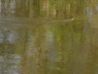 Natrix natrix, Ringelnatter,