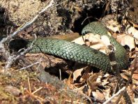 Natrix natrix, Ringelnatter,