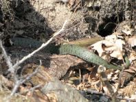 Natrix natrix, Ringelnatter,