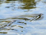 Natrix natrix, Ringelnatter