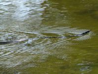 Natrix natrix, Ringelnatter