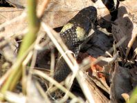 Natrix natrix, Ringelnatter