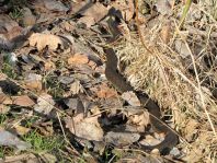 Natrix natrix, Ringelnatter