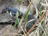 Natrix natrix, Ringelnatter