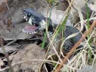 Natrix natrix, Ringelnatter
