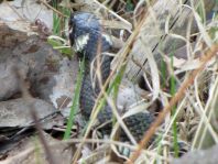 Natrix natrix, Ringelnatter