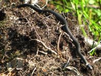Natrix natrix, Ringelnatter,