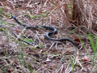 Natrix natrix, Ringelnatter