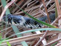 Natrix natrix, Ringelnatter