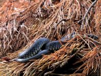 Natrix natrix, Ringelnatter,