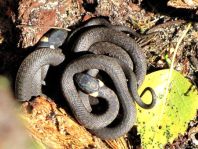 Natrix natrix, Ringelnatter,