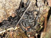 Natrix natrix, Ringelnatter,