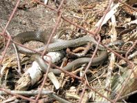 Natrix natrix, Ringelnatter,