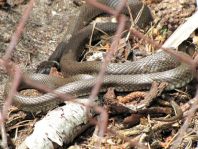 Natrix natrix, Ringelnatter,