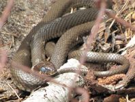 Natrix natrix, Ringelnatter,