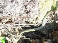 Natrix natrix, Ringelnatter