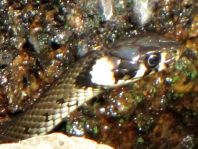 Natrix natrix, Ringelnatter