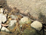 Natrix natrix, Ringelnatter