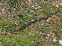 Natrix natrix, Ringelnatter,