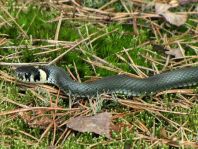 Natrix natrix, Ringelnatter,