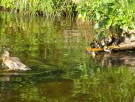 Anas platyrhynchos, Stockenten