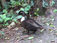 Enten unterwegs