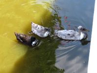Enten unterwegs