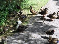 Enten unterwegs
