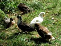 Enten unterwegs