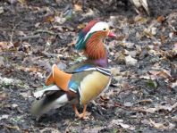 Aix galericulata, Mandarinenten