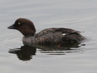 Bucephala clangula, Schellenten