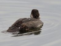 Bucephala clangula, Schellenten
