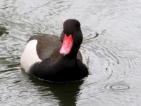 Enten unterwegs
