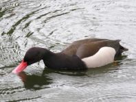 Enten unterwegs