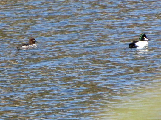 Bucephala clangula, Schellenten
